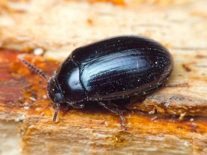 Platydema violaceum (Fabricius, 1790)